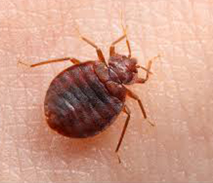 bed-bug-controlE2