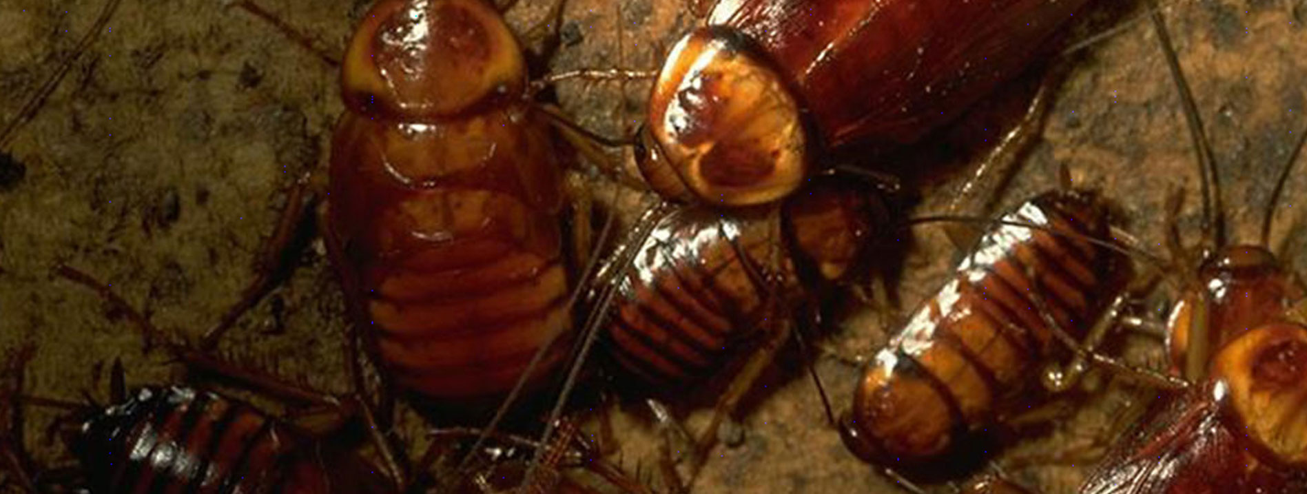 Gel treatment for Cockroach Control which is very effective.